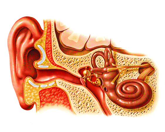 Oído interno: acúfenos y Tinnitus