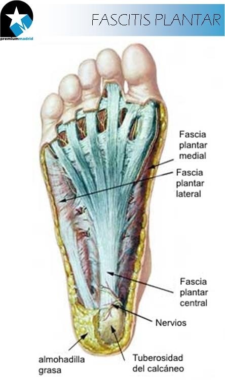 Anatomía aplicada de la fascia plantar - CIRUGIA PIE Y TOBILLO-DR BALLESTER