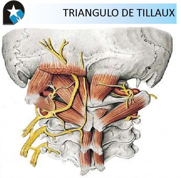 Neuralgia de Arnold: musculatura occipital