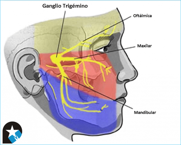 Nervio trigémino. Descripción sensitiva y motora