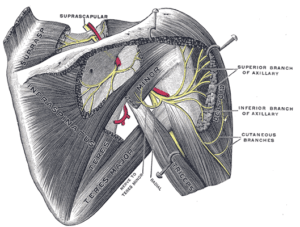anatomia-nervio-supraescapular-premium-madrid
