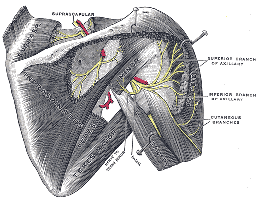 Anatomía del Nervio Supraescapular