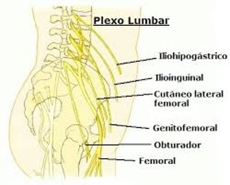 Anatomía del plexo lumbar y su relación con la patología lumbar y de los miembros inferiores.