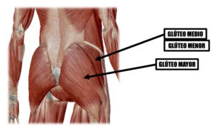 Anatomía del glúteo